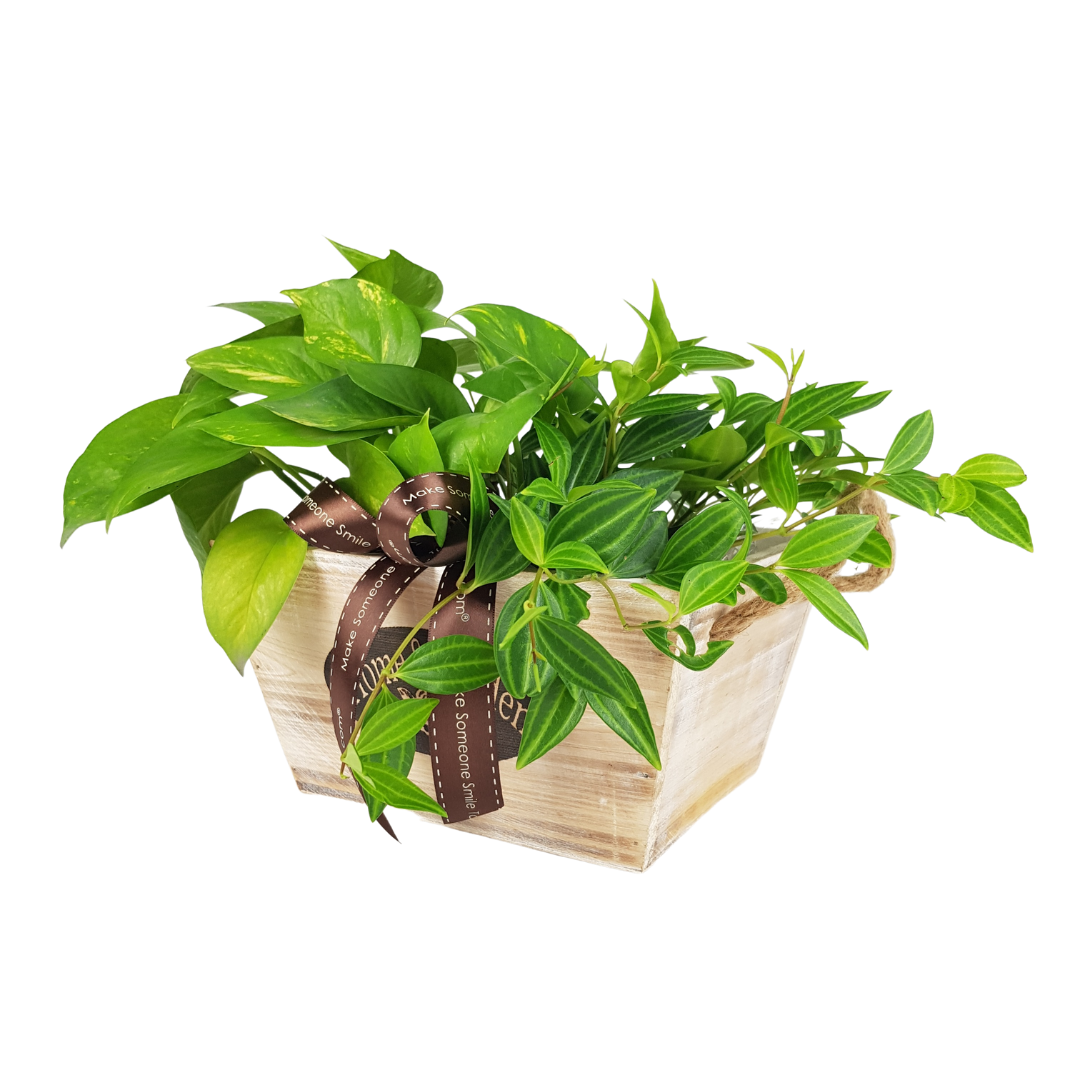 Plant Arrangements With Wooden Basket (M)