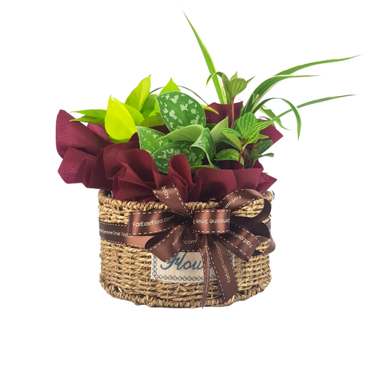 Plant Arrangements in Round Basket | Far East Flora Malaysia