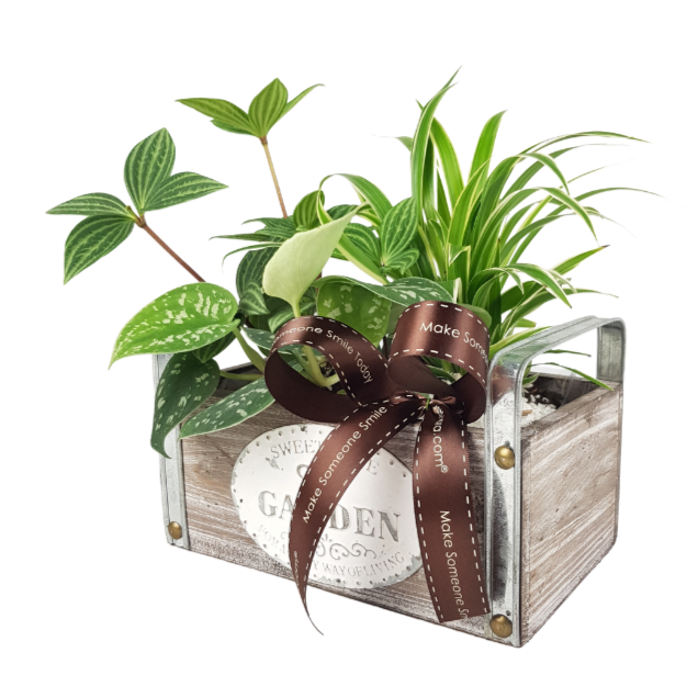 Plant Arrangements With Wooden Basket Metal (S) | Far East Flora Malaysia