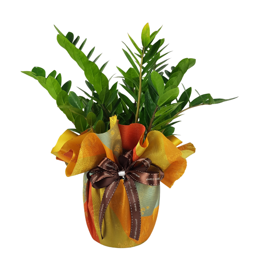 Zamioculcas Plant Arrangement | Far East Flora Malaysia